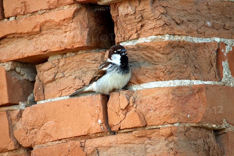 House sparrow