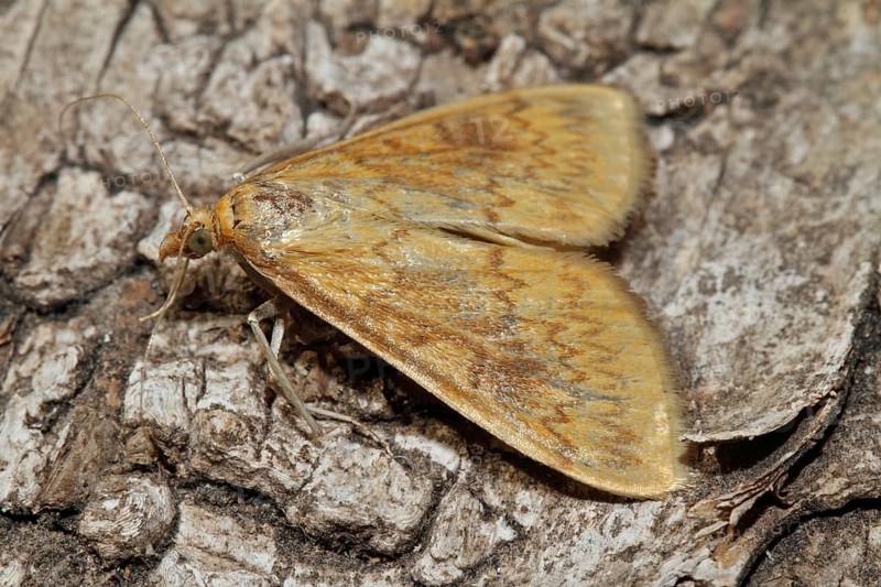Corn worm
