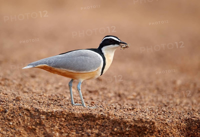 Egyptian plover