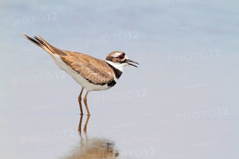 Killdeer