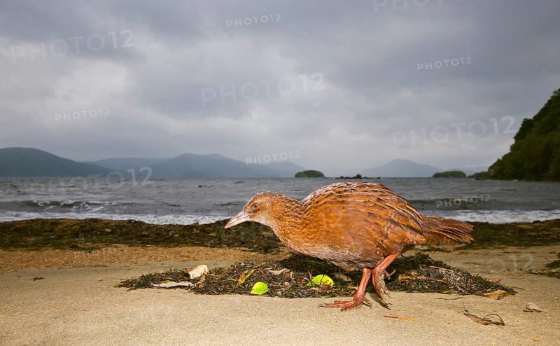 Weka