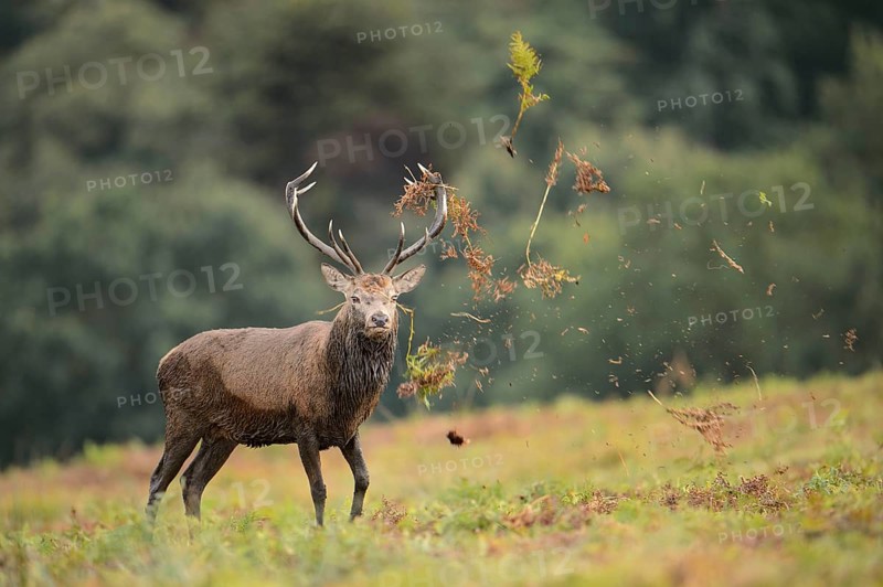 Red Deer