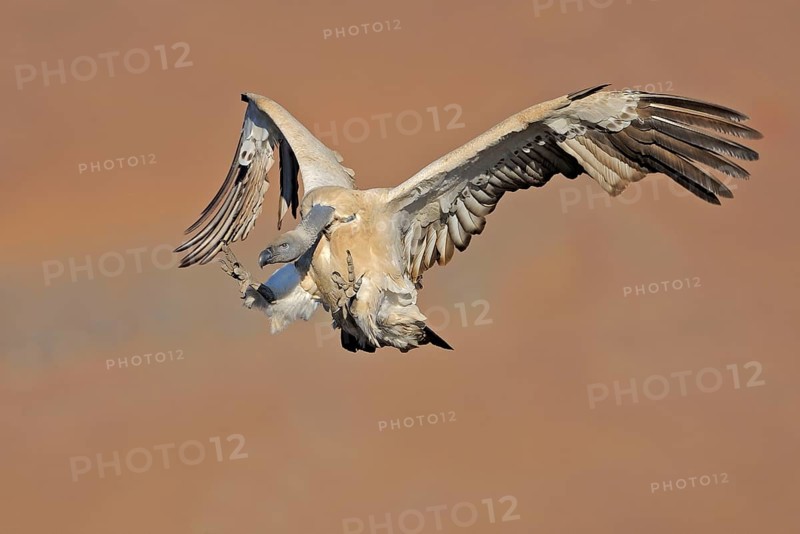 Cape griffon