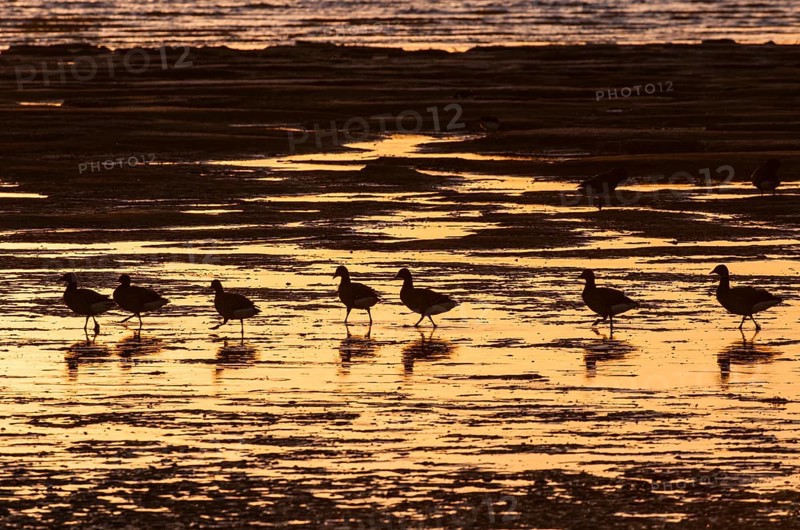 Flock of brant goose