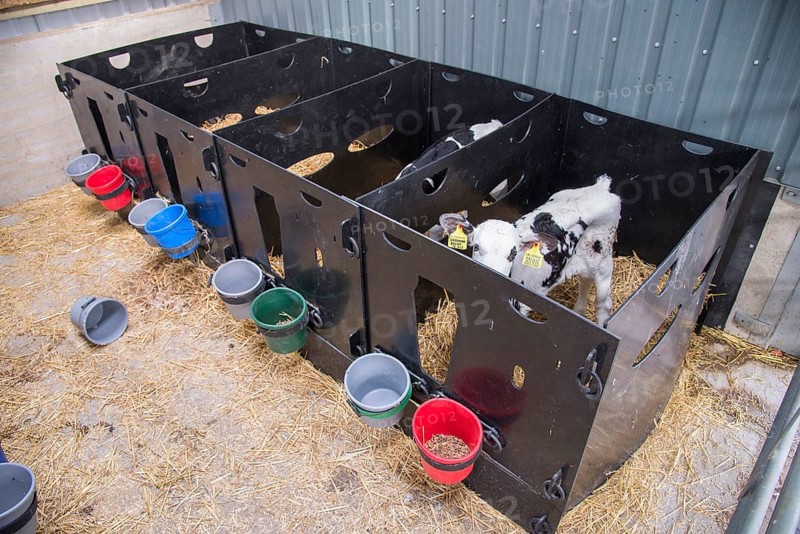 Domestic Cattle
