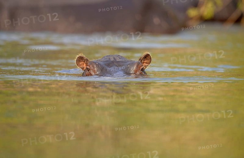 Hippopotamus