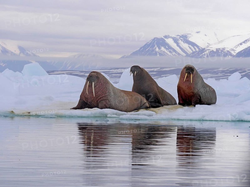 Atlantic Walrus
