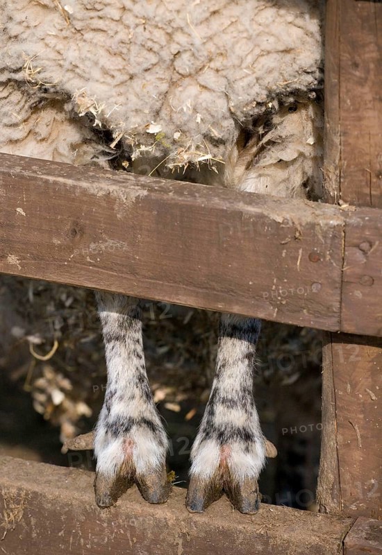 Domestic sheep