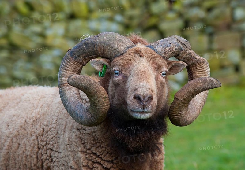Domestic sheep