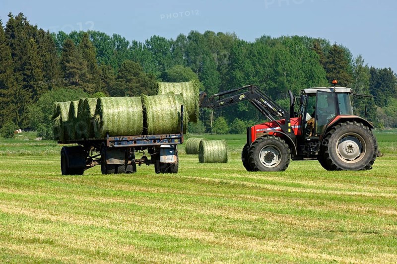 Silage round bales loaded on trailer with Massey Ferguson 6290 tractor with front loader