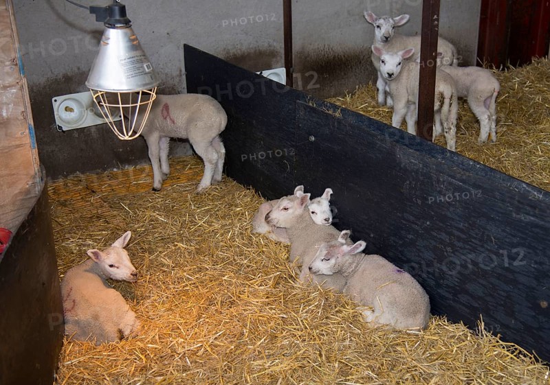 Domestic Sheep