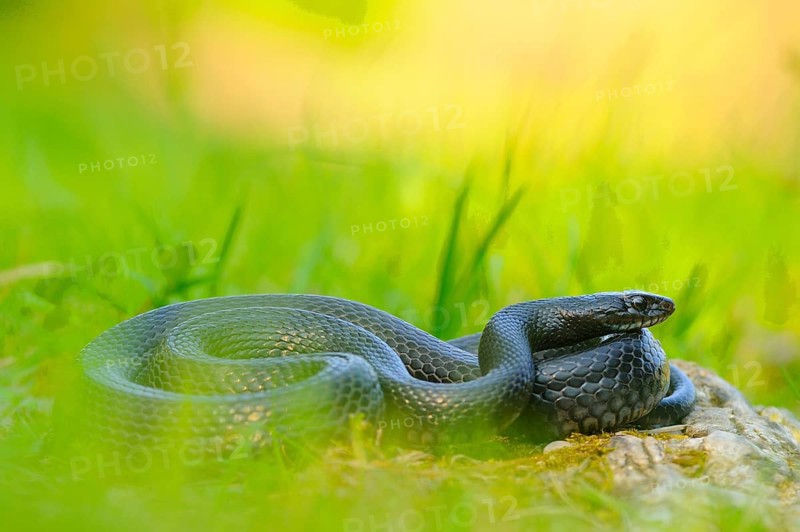 Western Whipsnake