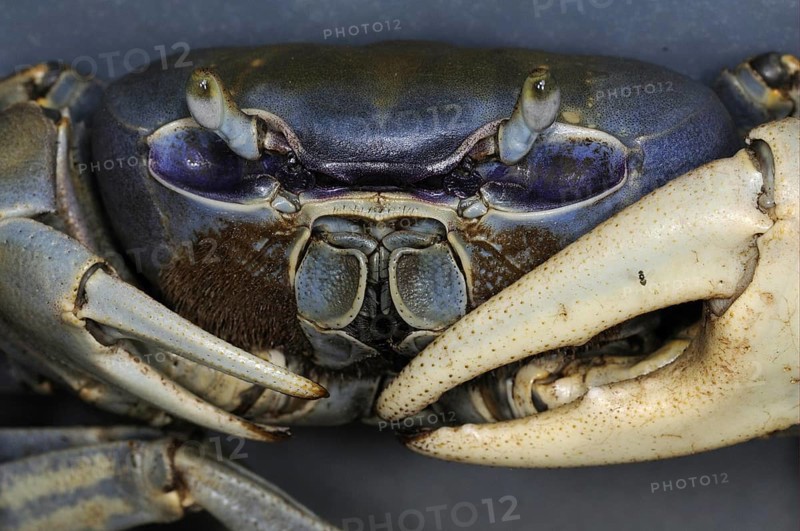 Blue land crab