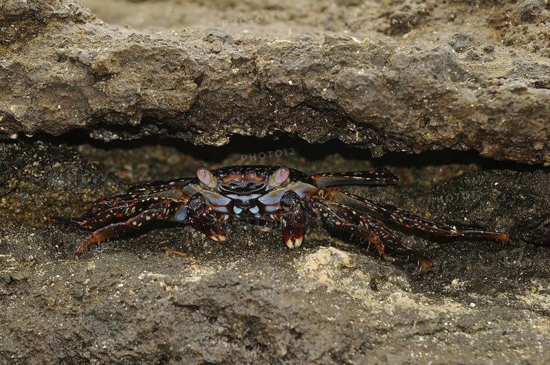 Red rock crabs