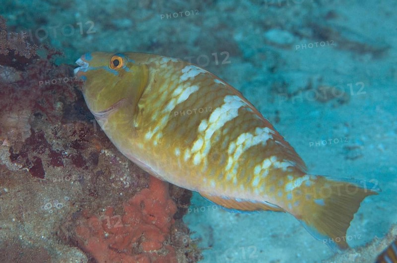Yellowbar parrotfish