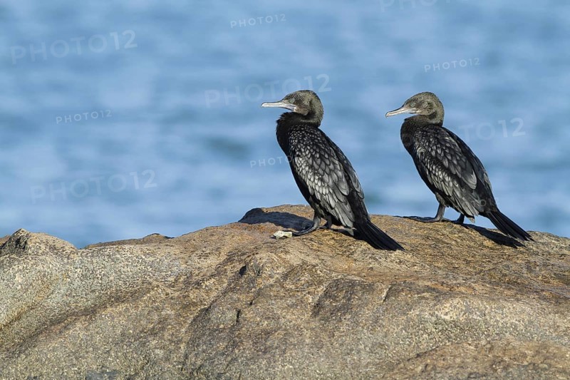 Little Black Cormorant