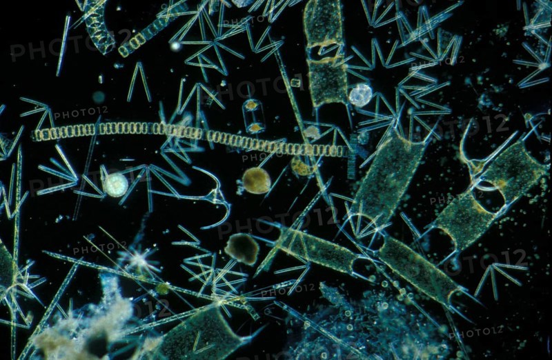 Plankton phytopl'clay X20