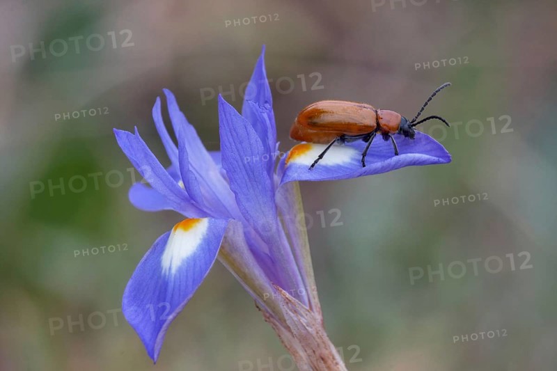 Sulphur Beetle