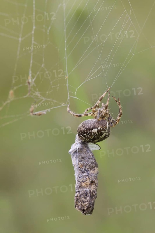 Garden Orb european garden spider