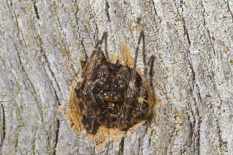 Walnut Orb-weaver Spider