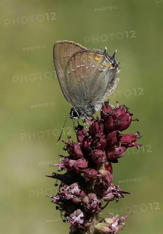 Sloe hairstreak