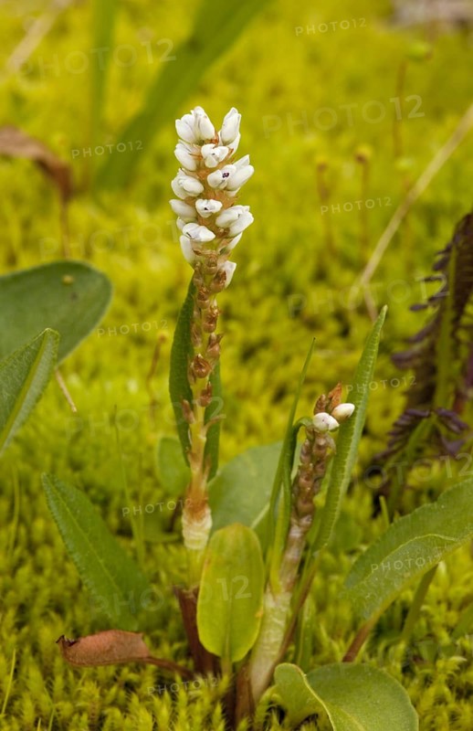 Alpine Bistort