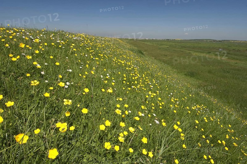 Flower mass of tall buttercup