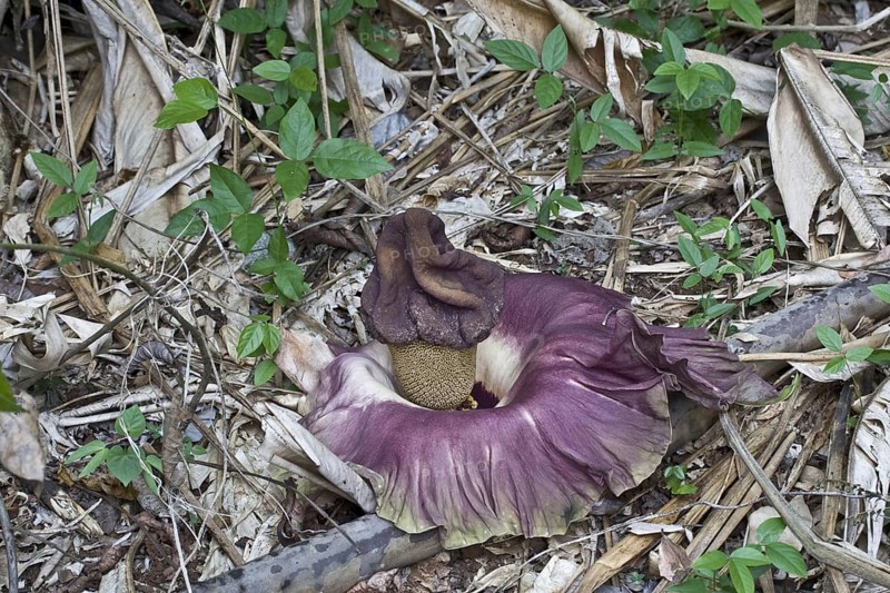 Flowering elephant yam