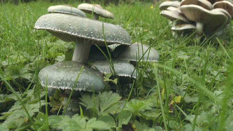 Green chip fungus