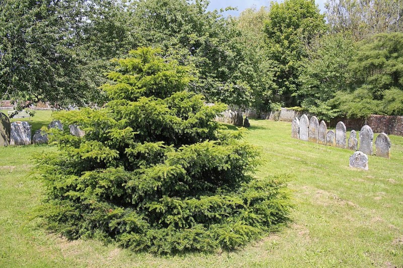Common Yew