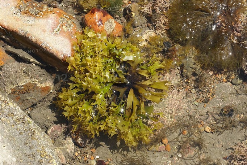 False fronds of Irish moss
