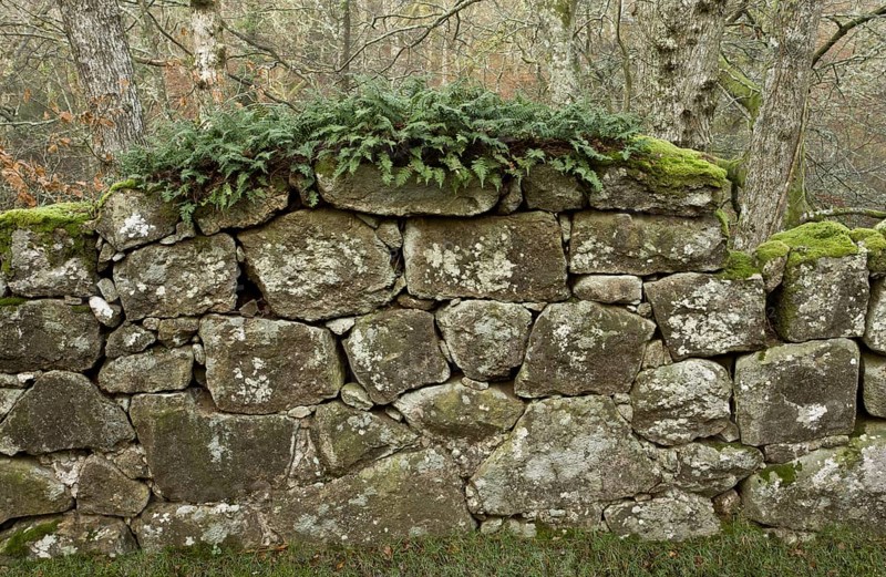 Ferns and mosses growing on ancient granite wall