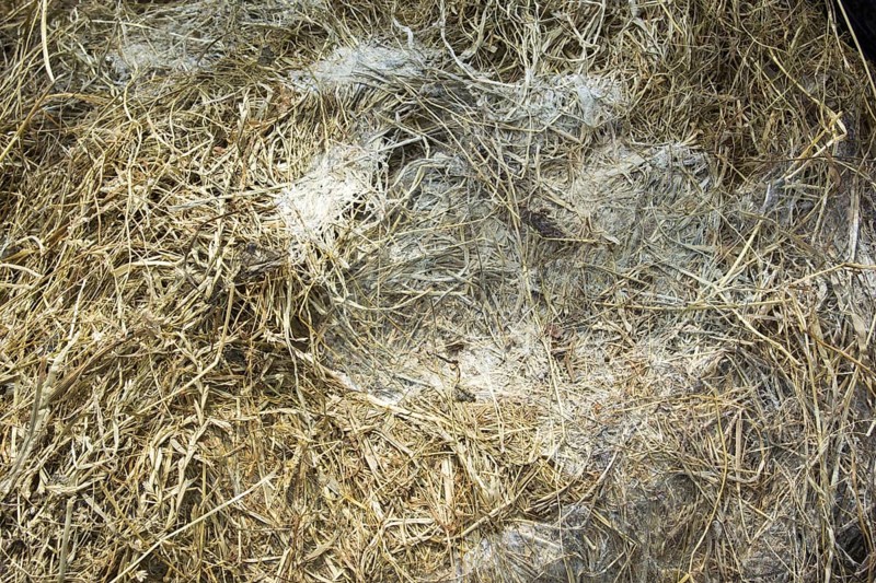 Mould formed on big bale silage