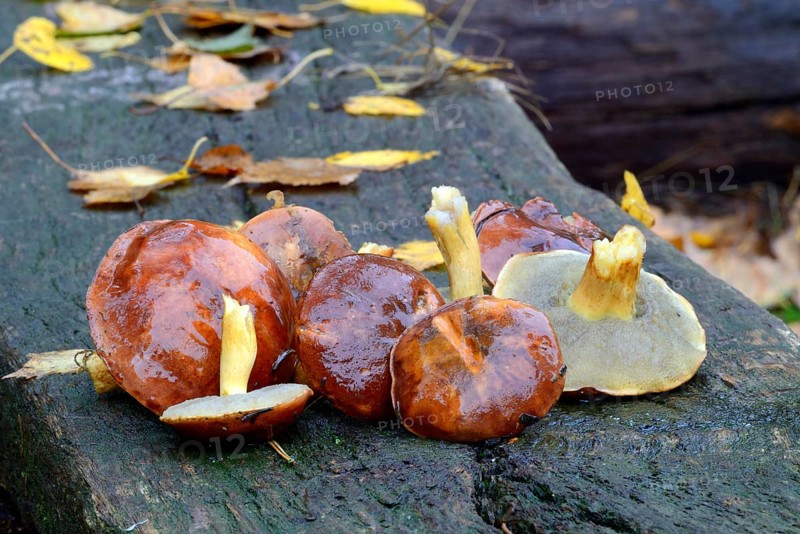 Freshly collected bay boletes