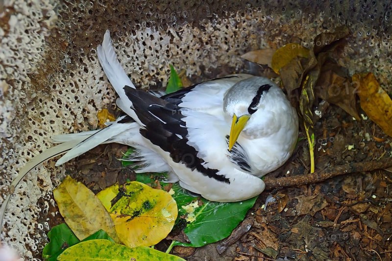 White-tailed Tropicbird