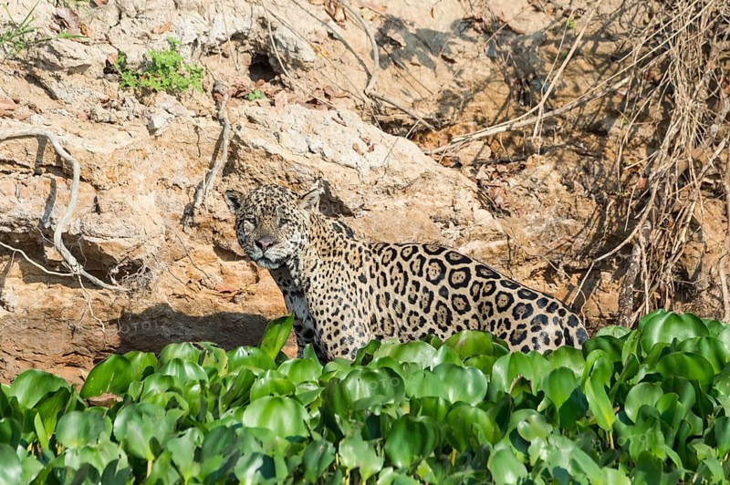 Male jaguar