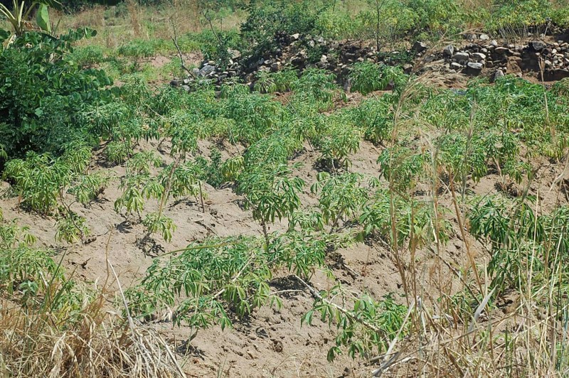 Bitter cassava