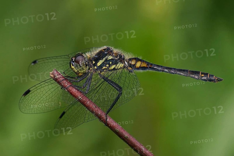 Black darter