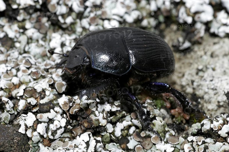 Dung beetle