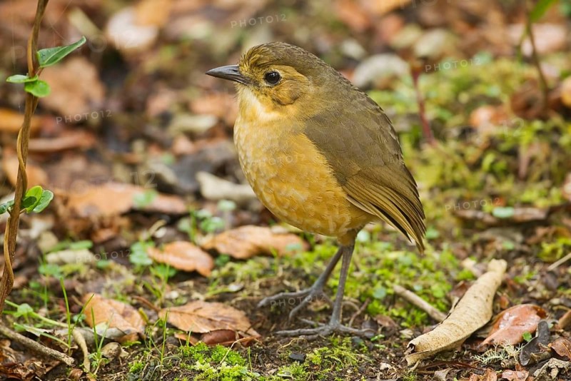 Mountain ant pitta