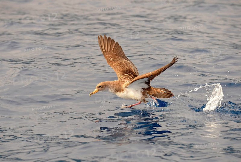 Cory's Shearwater