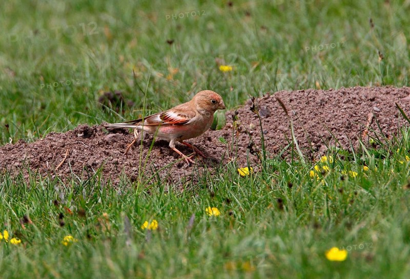 Mongolian Finch