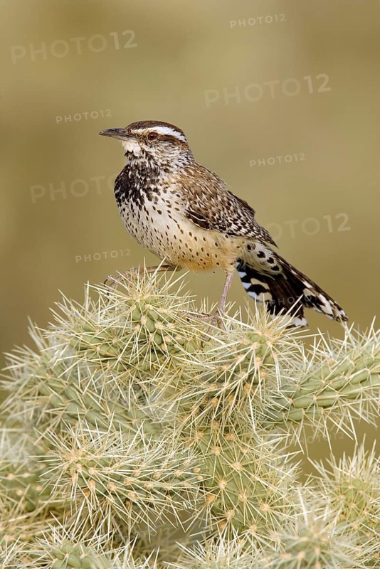 Cactus Wren