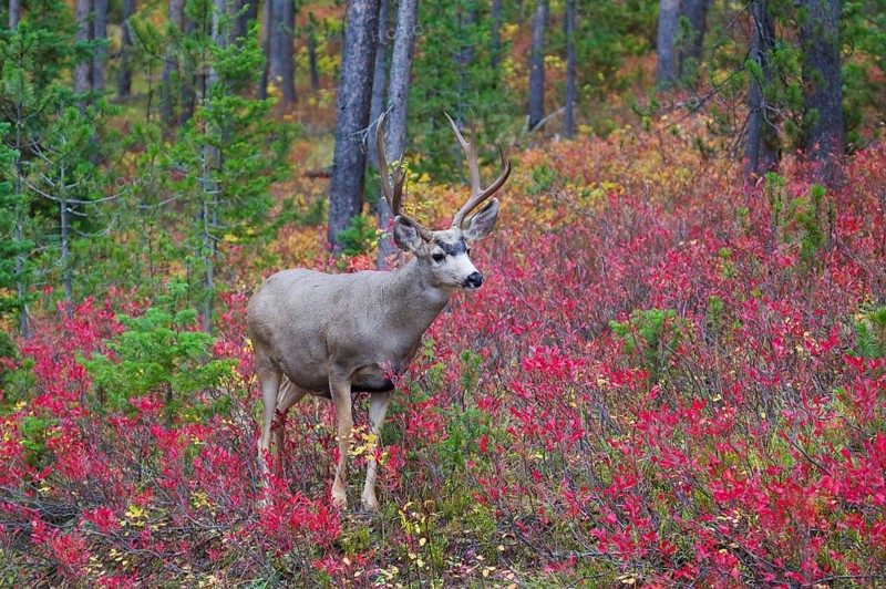Mule Deer