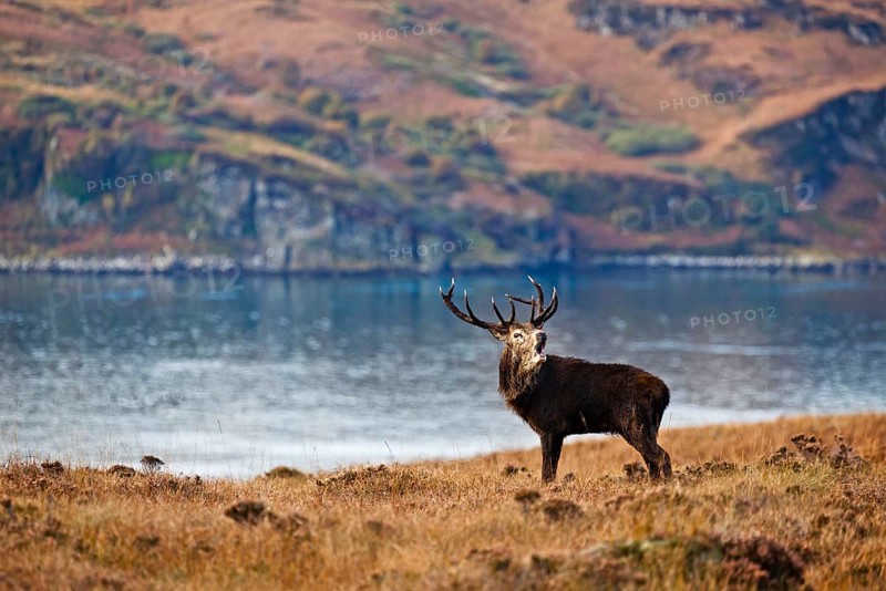 Red deer