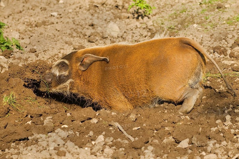 Red red river hog
