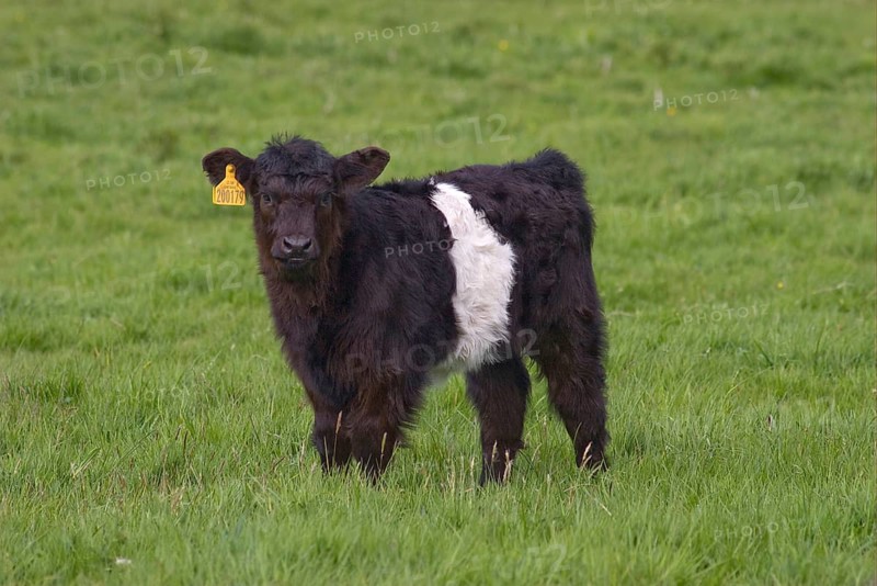 Domestic cattle