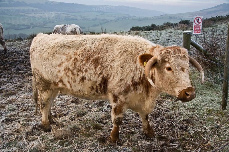 Domestic cattle