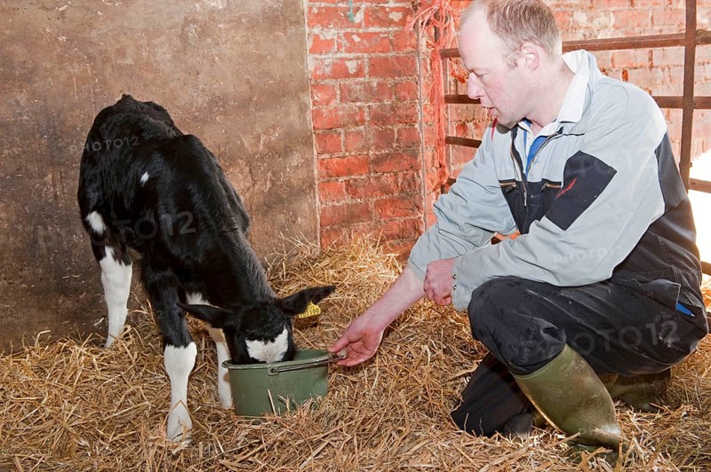 Dairy farming