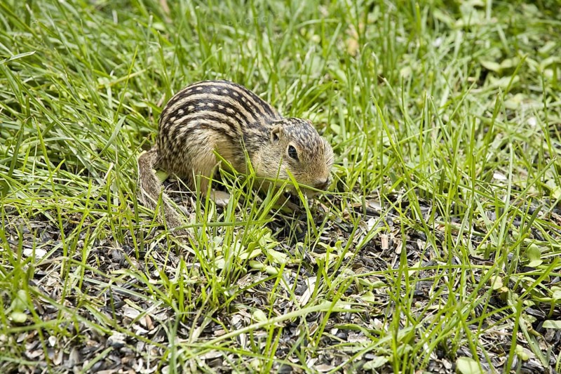 Adult thirteen-toed thirteen-lined ground squirrel